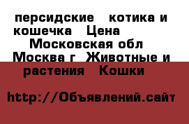персидские 2 котика и кошечка › Цена ­ 8 000 - Московская обл., Москва г. Животные и растения » Кошки   